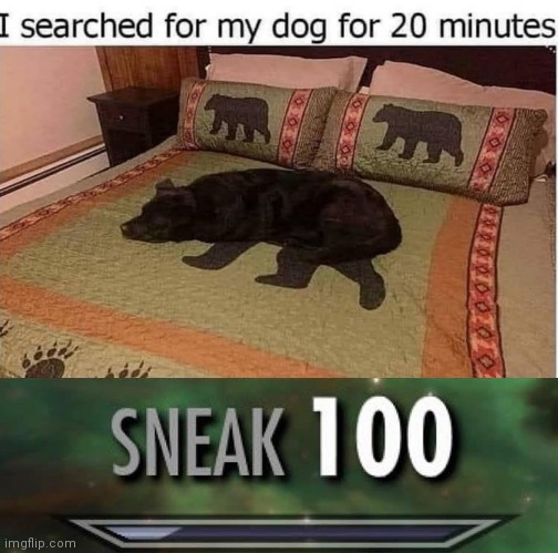 A bear or a dog??? | image tagged in memes,sneak 100 | made w/ Imgflip meme maker
