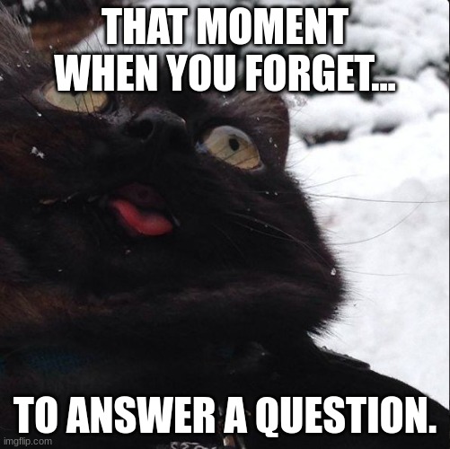 Insane cat |  THAT MOMENT WHEN YOU FORGET... TO ANSWER A QUESTION. | image tagged in insane cat | made w/ Imgflip meme maker