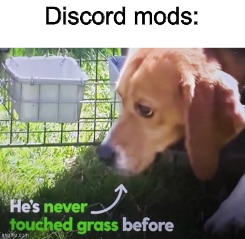 He's never touched grass before | Discord mods: | image tagged in he's never touched grass before | made w/ Imgflip meme maker