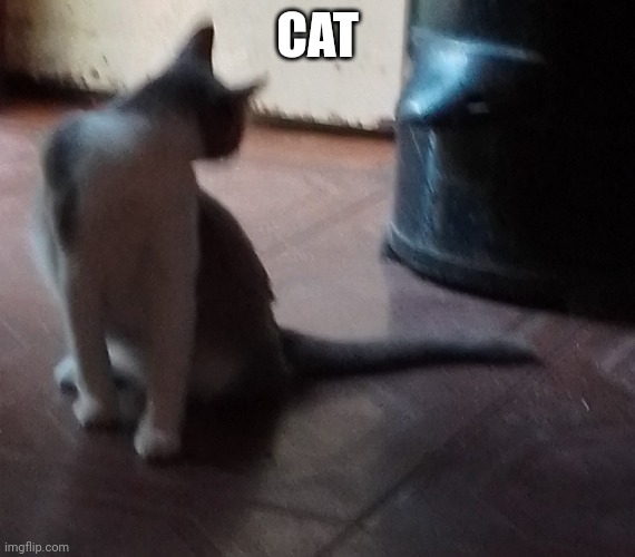CAT | made w/ Imgflip meme maker