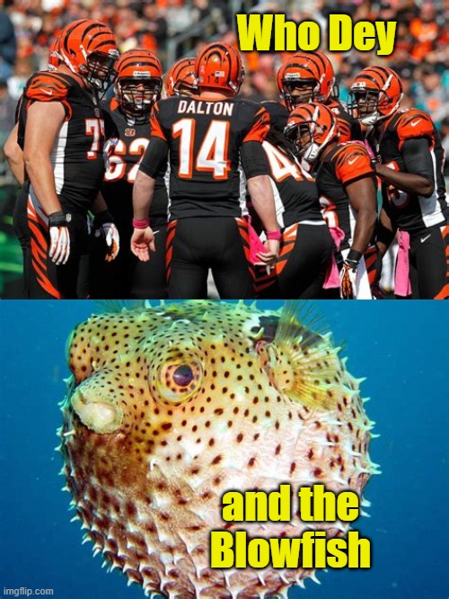 Bengals Rock and Roll |  Who Dey; and the Blowfish | image tagged in rock and roll,nfl memes,football,nfl football,bengals,bad puns | made w/ Imgflip meme maker