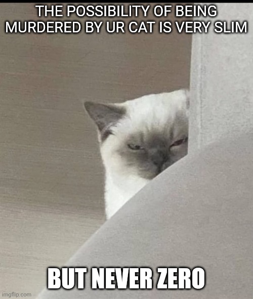 Murder cat | THE POSSIBILITY OF BEING MURDERED BY UR CAT IS VERY SLIM; BUT NEVER ZERO | image tagged in cat,meme,fun | made w/ Imgflip meme maker
