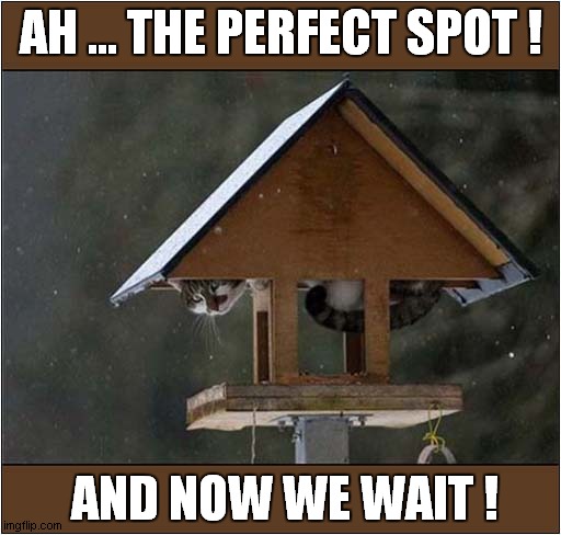 A Cats Hunting Strategy ! | AH ... THE PERFECT SPOT ! AND NOW WE WAIT ! | image tagged in cats,bird box,hunting,strategy | made w/ Imgflip meme maker