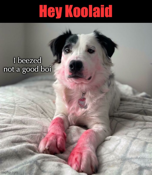 Fun Dip | Hey Koolaid; I beezed not a good boi | image tagged in funny dogs,funny dog memes | made w/ Imgflip meme maker