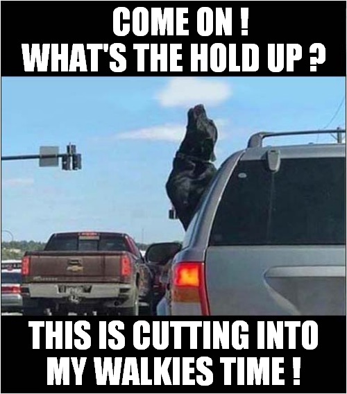 A Dogs Understandable Impatience ! | COME ON !
WHAT'S THE HOLD UP ? THIS IS CUTTING INTO
MY WALKIES TIME ! | image tagged in dogs,impatient,car ride,walkies | made w/ Imgflip meme maker