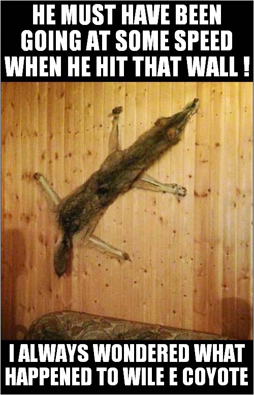 You Can Almost Hear The Thud ! | HE MUST HAVE BEEN GOING AT SOME SPEED WHEN HE HIT THAT WALL ! I ALWAYS WONDERED WHAT HAPPENED TO WILE E COYOTE | image tagged in wile e coyote,impact,wall,dark humour | made w/ Imgflip meme maker