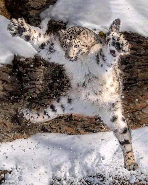 Snow Leopard attacks | image tagged in cats,big,beautiful nature | made w/ Imgflip meme maker