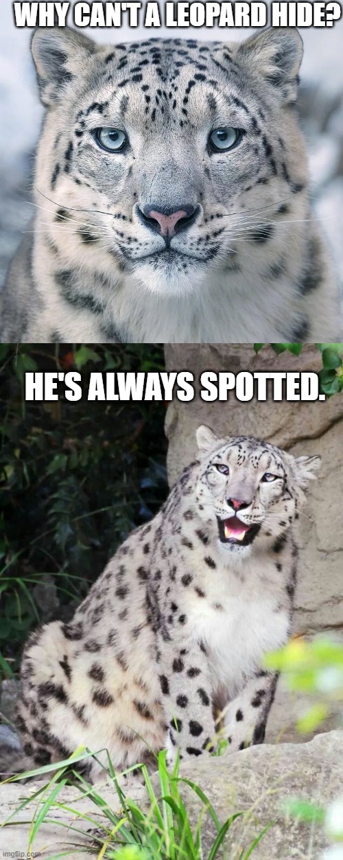 IT'S TRUE | WHY CAN'T A LEOPARD HIDE? HE'S ALWAYS SPOTTED. | image tagged in dad joke,eyeroll,lame,leopard,cats | made w/ Imgflip meme maker