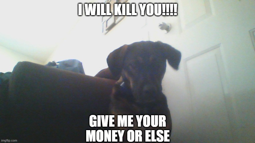 DOG ROBBING ME | I WILL KILL YOU!!!! GIVE ME YOUR MONEY OR ELSE | image tagged in delila | made w/ Imgflip meme maker