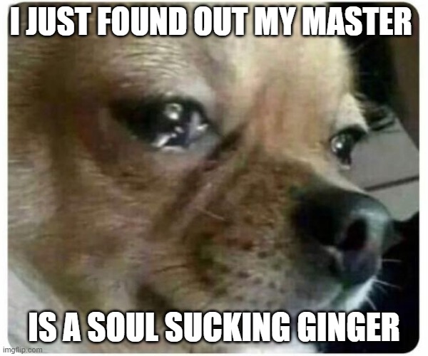 GINGER | I JUST FOUND OUT MY MASTER; IS A SOUL SUCKING GINGER | image tagged in dog,funny chihuahua,chihuahua,red head | made w/ Imgflip meme maker