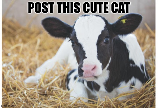 Post this cat | POST THIS CUTE CAT | image tagged in post,this,cat,cute cat,but why why would you do that | made w/ Imgflip meme maker