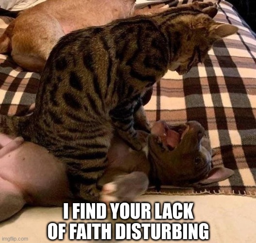 May The Paws Be With You... | I FIND YOUR LACK OF FAITH DISTURBING | image tagged in bully cat,star wars,cats,dogs,reid moore | made w/ Imgflip meme maker