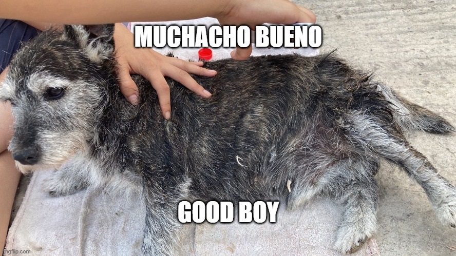 GoodBoy Blank Meme Template