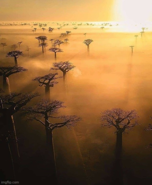 Baobab trees- Madagascar | image tagged in madagascar,trees,sunrise,africa,awesome,photography | made w/ Imgflip meme maker