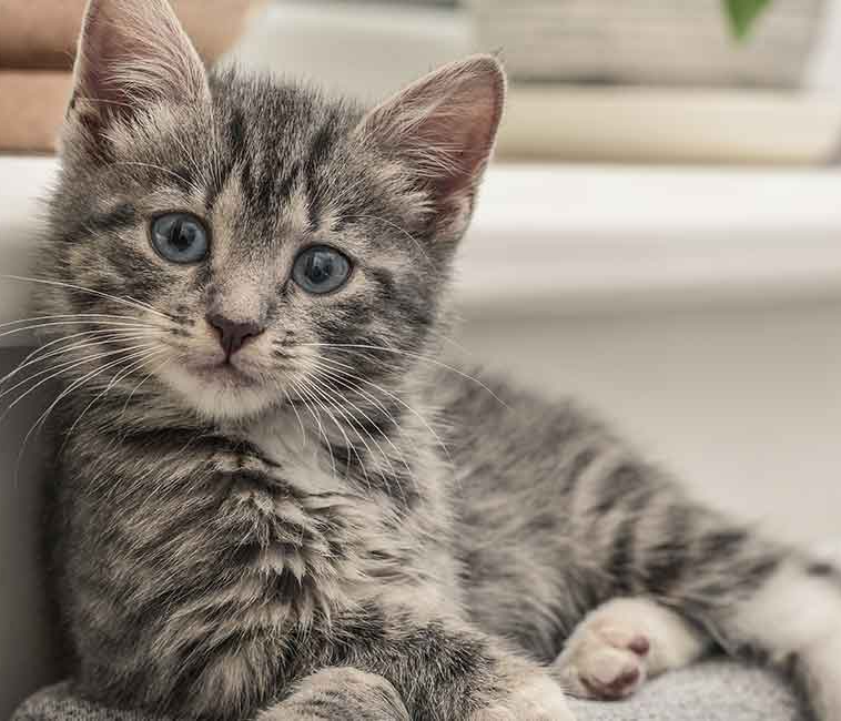 Grey tabby kitten cat Blank Meme Template