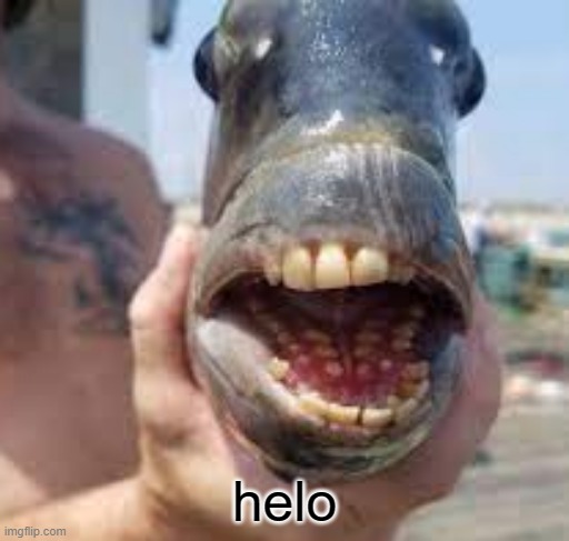feesh | helo | image tagged in fish,yes,very,hygiene | made w/ Imgflip meme maker