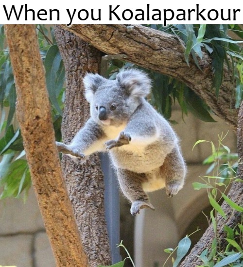 I've been there. Its in Malaysia | When you Koalaparkour | image tagged in koala | made w/ Imgflip meme maker