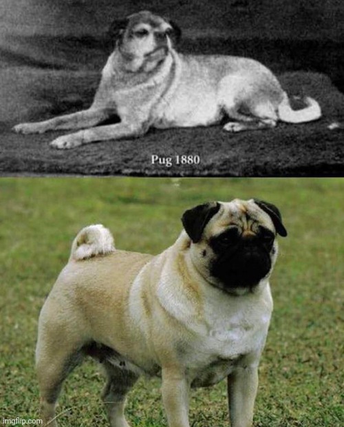 We're the reason pugs are ugly. We bred them to be that way in the last ...