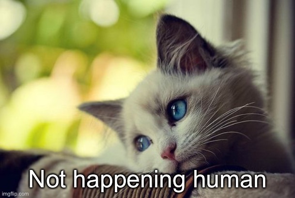 First World Problems Cat Meme | Not happening human | image tagged in memes,first world problems cat | made w/ Imgflip meme maker
