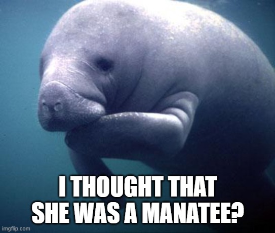 Manatee | I THOUGHT THAT SHE WAS A MANATEE? | image tagged in manatee | made w/ Imgflip meme maker