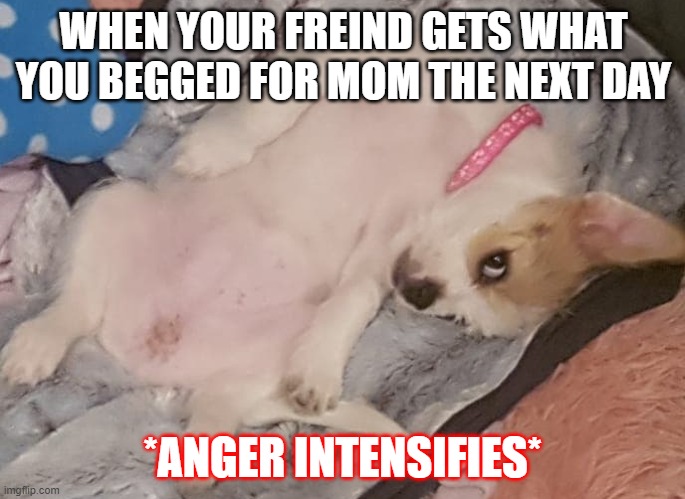 Suspicous dog | WHEN YOUR FREIND GETS WHAT YOU BEGGED FOR MOM THE NEXT DAY; *ANGER INTENSIFIES* | image tagged in dog | made w/ Imgflip meme maker