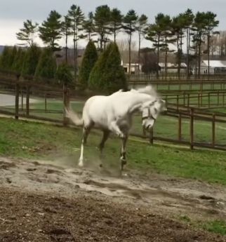 Goldship Blank Meme Template