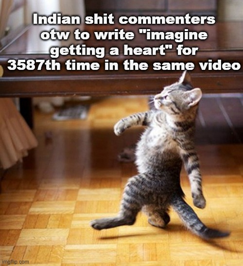 its 100% true, as a Indian I can confirm it |  Indian shit commenters otw to write "imagine getting a heart" for 3587th time in the same video | image tagged in cat walking like a boss | made w/ Imgflip meme maker
