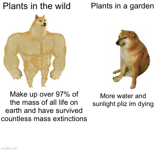 The world is a weird place | Plants in the wild; Plants in a garden; Make up over 97% of the mass of all life on earth and have survived countless mass extinctions; More water and sunlight pliz im dying | image tagged in memes,buff doge vs cheems,funny,plants,cats,gifs | made w/ Imgflip meme maker