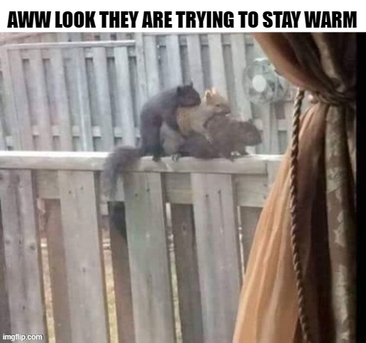 AWW LOOK THEY ARE TRYING TO STAY WARM | made w/ Imgflip meme maker