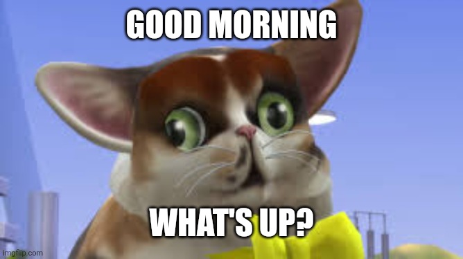 SpleensTheCat | GOOD MORNING; WHAT'S UP? | image tagged in spleensthecat,graystillplays,sims 4,not today satan,spleens the cocainaco cat | made w/ Imgflip meme maker