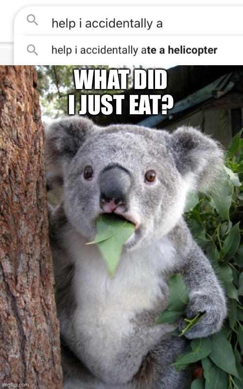 WHAT DID I JUST EAT? | image tagged in memes,surprised koala | made w/ Imgflip meme maker