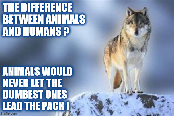 THE DIFFERENCE BETWEEN ANIMALS & HUMANS | THE DIFFERENCE
BETWEEN ANIMALS
AND HUMANS ? ANIMALS WOULD
NEVER LET THE
DUMBEST ONES
LEAD THE PACK ! | image tagged in wolf,animals,stupidity,dumb,stupid people,humans | made w/ Imgflip meme maker