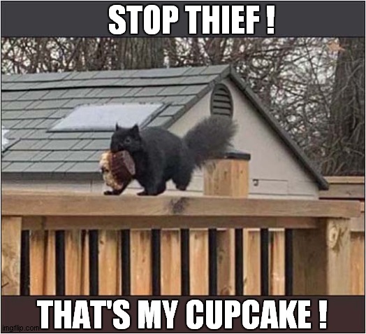 Never Trust Those Squirrels ! |  STOP THIEF ! THAT'S MY CUPCAKE ! | image tagged in squirrels,thief,cupcakes | made w/ Imgflip meme maker