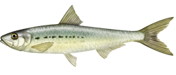 Larry the Pilchard Blank Meme Template