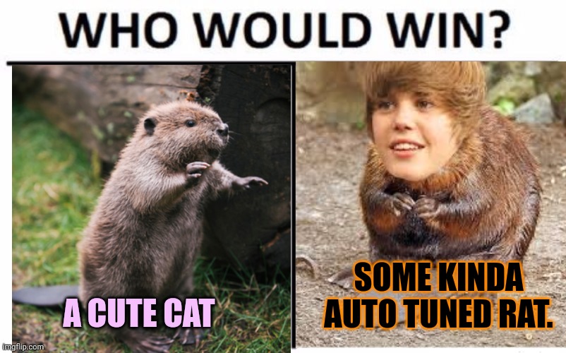 Battle of the century | SOME KINDA AUTO TUNED RAT. A CUTE CAT | image tagged in cat,vs,rat,who would win,beavers | made w/ Imgflip meme maker