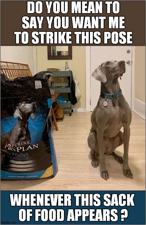 Bemused Weimaraner ! | DO YOU MEAN TO SAY YOU WANT ME TO STRIKE THIS POSE; WHENEVER THIS SACK 
OF FOOD APPEARS ? | image tagged in dogs,weimaraner,dog food,pose | made w/ Imgflip meme maker
