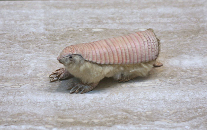 High Quality pink fairy armadillo Blank Meme Template