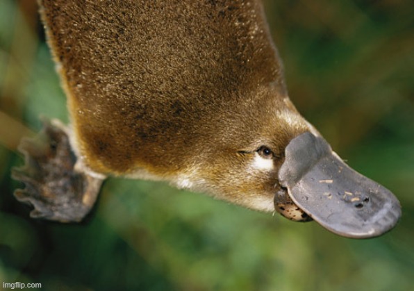platypus | image tagged in platypus | made w/ Imgflip meme maker