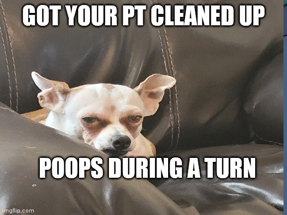 Skeptical chihuahua | GOT YOUR PT CLEANED UP; POOPS DURING A TURN | image tagged in skeptical dog | made w/ Imgflip meme maker