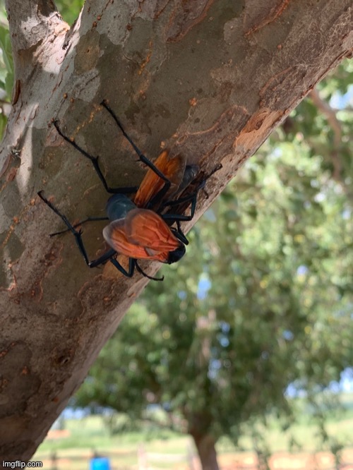 New Mexico State Insect: Tarantula Hawk. | made w/ Imgflip meme maker