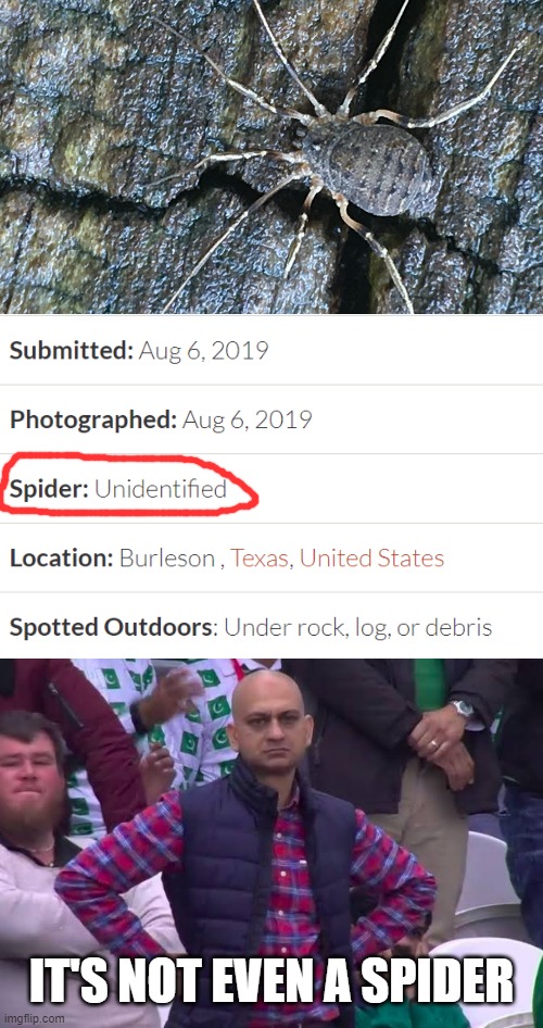 IT'S NOT EVEN A SPIDER | image tagged in disappointed man | made w/ Imgflip meme maker