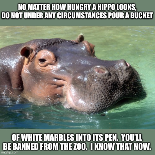 Hungry hippo | NO MATTER HOW HUNGRY A HIPPO LOOKS, DO NOT UNDER ANY CIRCUMSTANCES POUR A BUCKET; OF WHITE MARBLES INTO ITS PEN.  YOU’LL BE BANNED FROM THE ZOO.  I KNOW THAT NOW. | image tagged in dad joke | made w/ Imgflip meme maker