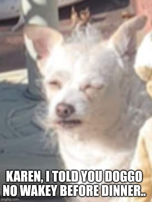 Old man doggo frustrated with Karen | KAREN, I TOLD YOU DOGGO NO WAKEY BEFORE DINNER.. | image tagged in old man doggo,karen,sleep,wake up,angry,angry old man | made w/ Imgflip meme maker