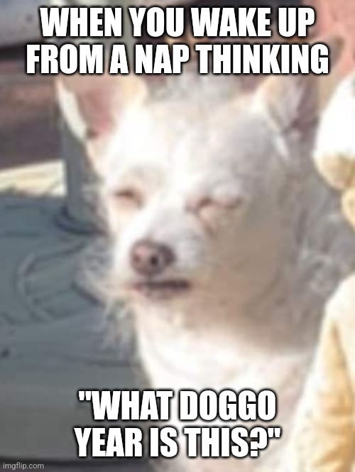 Old man doggo wakes up from a nap | WHEN YOU WAKE UP FROM A NAP THINKING; "WHAT DOGGO YEAR IS THIS?" | image tagged in old man doggo,doggo,old man,angry old man,sleepy,nap | made w/ Imgflip meme maker