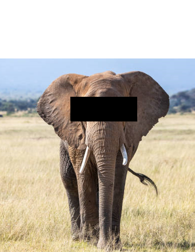 elephant covered eyes Blank Meme Template