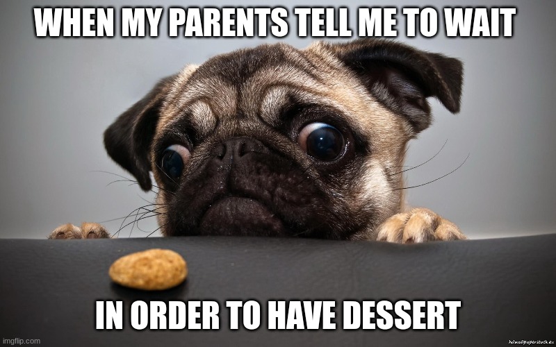 PUG | WHEN MY PARENTS TELL ME TO WAIT; IN ORDER TO HAVE DESSERT | image tagged in cute dog | made w/ Imgflip meme maker