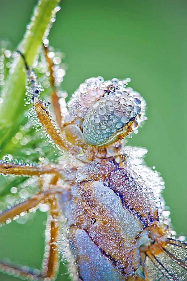 Dragonfly Covered in Morning Dew | image tagged in awesome,pics,photography | made w/ Imgflip meme maker