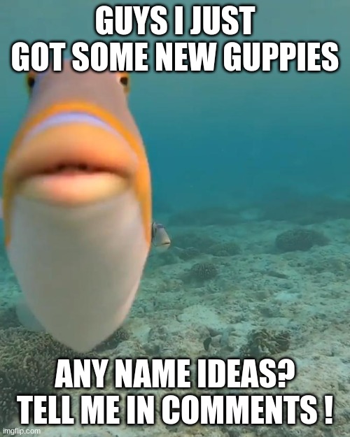 please give me name ideas! | GUYS I JUST GOT SOME NEW GUPPIES; ANY NAME IDEAS? TELL ME IN COMMENTS ! | image tagged in fish,staring fish,lol so funny,lol | made w/ Imgflip meme maker