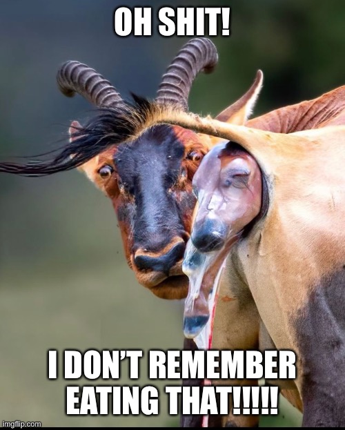 Oh Shit | OH SHIT! I DON’T REMEMBER EATING THAT!!!!! | image tagged in oh shit,animal birth,surprise,shit happens | made w/ Imgflip meme maker
