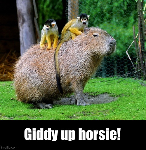 Giddy up horsie! | made w/ Imgflip meme maker